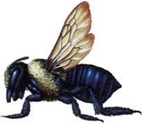 Carpenter Bees