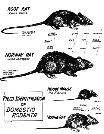Rodents Bales Pest Control