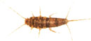 Silverfish