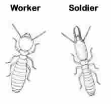 Worker and Soldier Termites