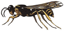 Wasp