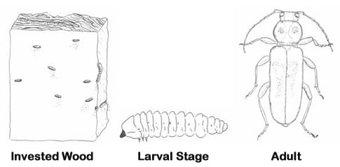 Old House Borer (Wood Borer)