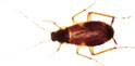 Brown Banded Cockroach