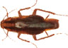 German Cockroach