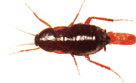 Oriental CockroachCockroach
