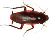 Smokey Brown Cockroach